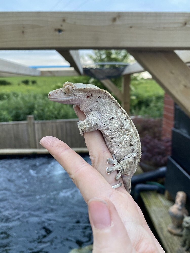 Crested Gecko Morph / Trait Guide - Crested Geckos - MorphMarket ...