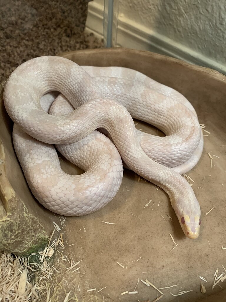 What morph is my Snake? - Corn Snakes - MorphMarket Reptile Community