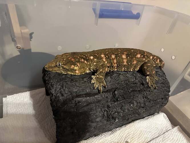 leachianus2