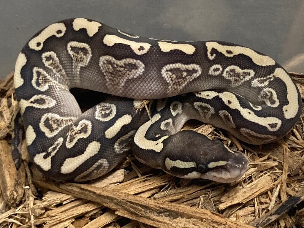 GHI Mojave or lesser - Ball Pythons - MorphMarket Reptile Community