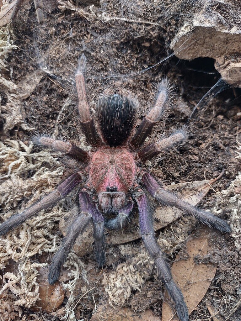 Phormictopus sp. Dominican Purple - Spiders - MorphMarket Reptile Community