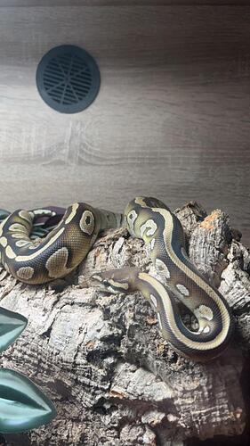 IMG_20250706_120459_554