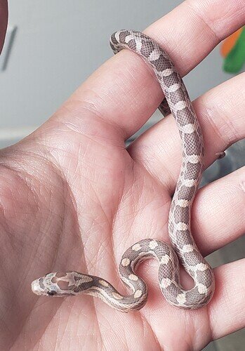 pale peach and lavender baby corn snake on hand