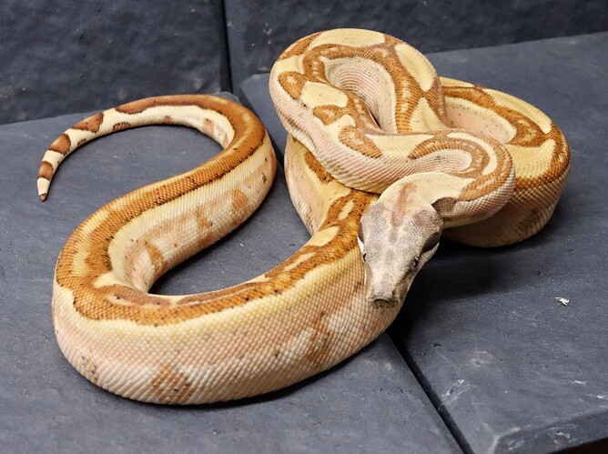 Jungle Labyrinth Het Kahl M  5-5-26 (2)