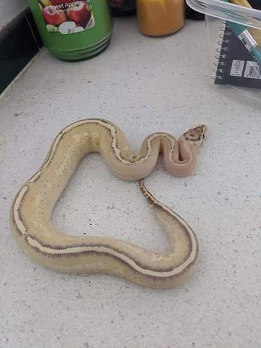 FB_IMG_1618277242286