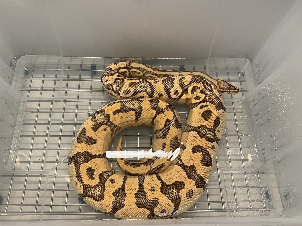 Ball Python Feeding - Feeders - MorphMarket Reptile Community