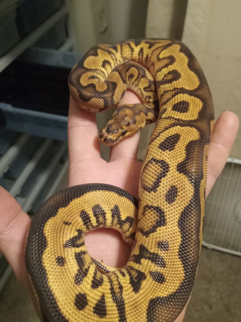 New Ball python keeper and Future breeder - Introductions - MorphMarket ...
