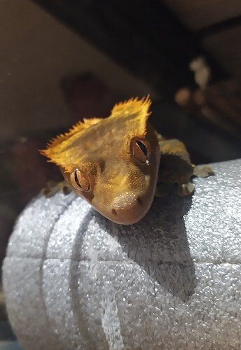 IMG_20210908_212703_1