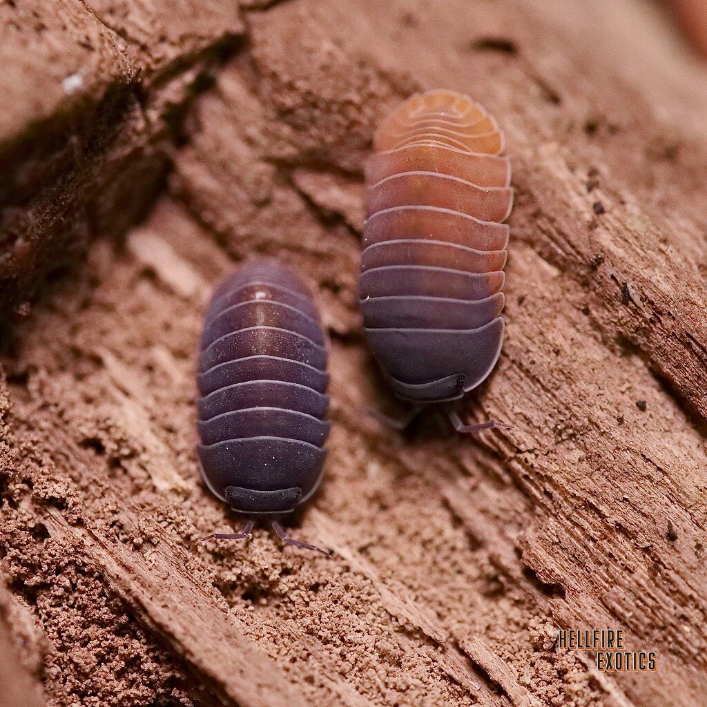 One of my favorites. (Venezillo sp.