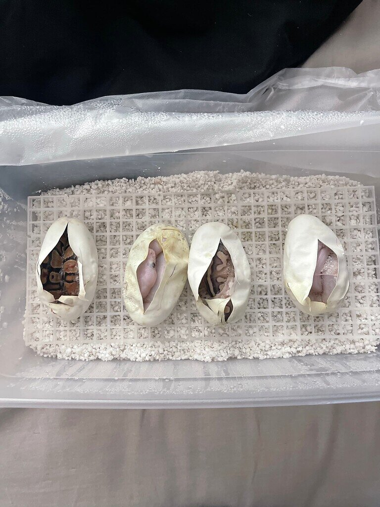 Red Eye Leucistic Ball Python? - Page 2 - Ball Pythons - MorphMarket ...