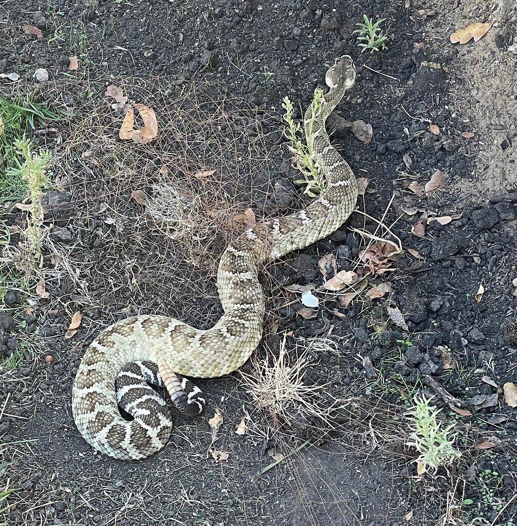 Rattlesnake Relocation I Can’t Stand Nylon Netting 😡 All Reptiles