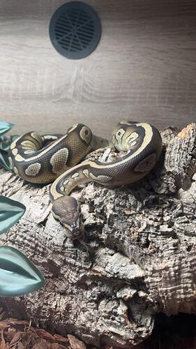 IMG_20250706_120504_595