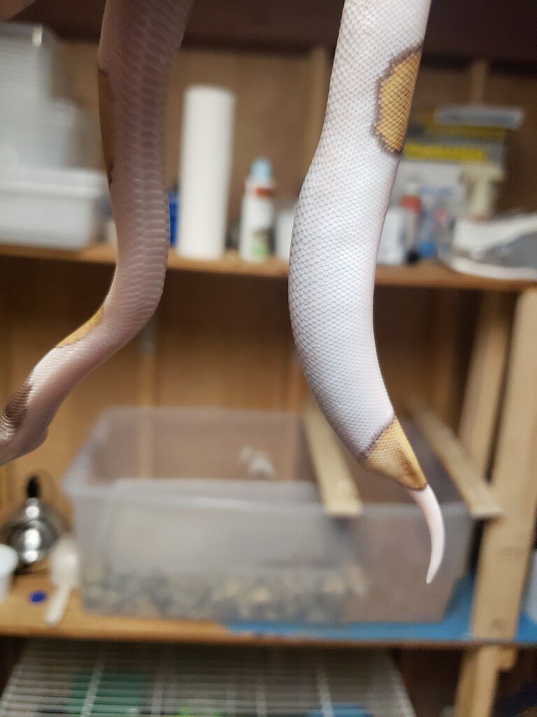 Swollen lower third of body hatching ball python Ball Pythons