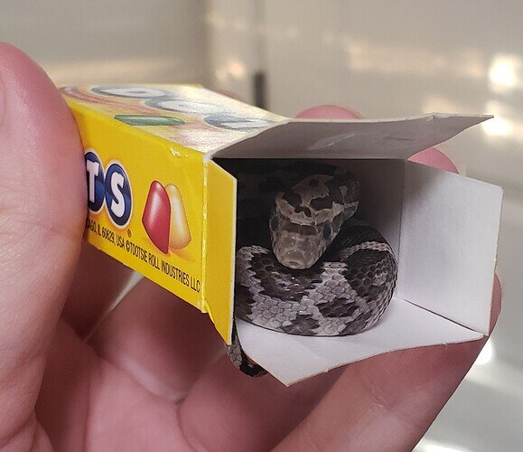 gray baby corn snake squeezed inside tiny candy box