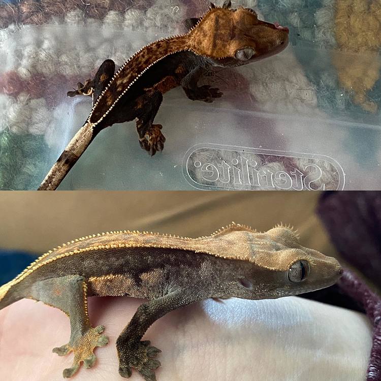 I fed crickets for the first time Crested Geckos MorphMarket