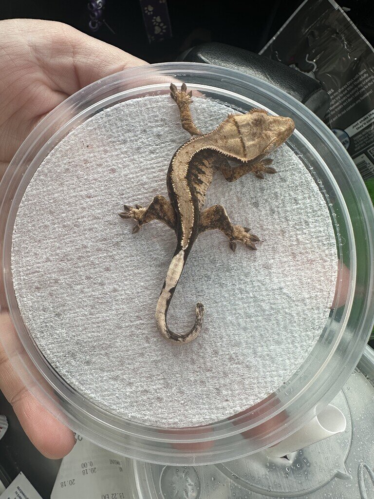 Got My First Crested Gecko Crested Geckos Morphmarket Reptile Community