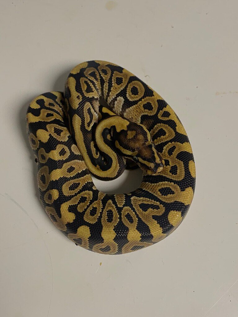 Looking Ball Python identification help again! - Ball Pythons ...
