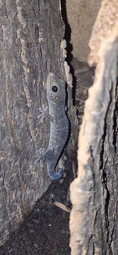 Screenshot_20230315_124437_Gallery