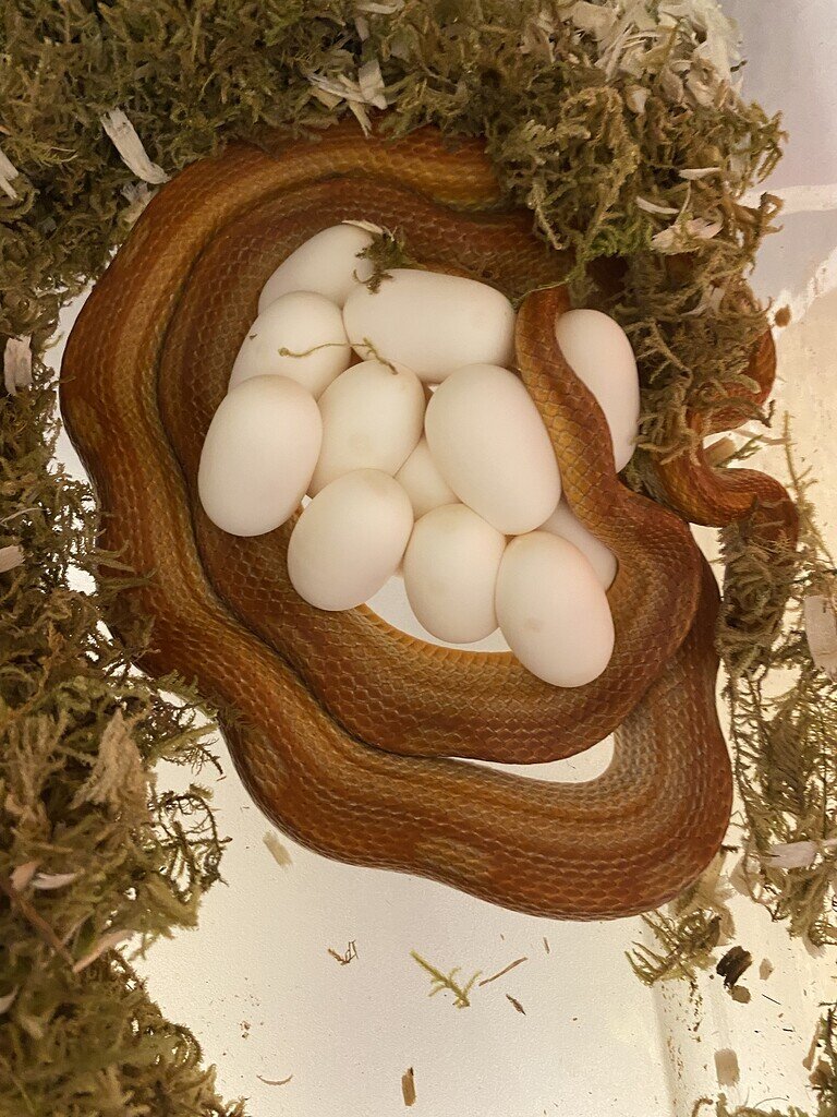 3rd and 4th clutch’s of the year laid! Corn Snakes MorphMarket