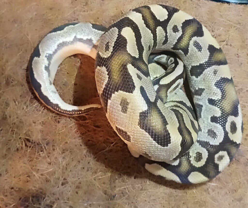 Coward is beautiful 😂 - Ball Pythons - MorphMarket Reptile Community