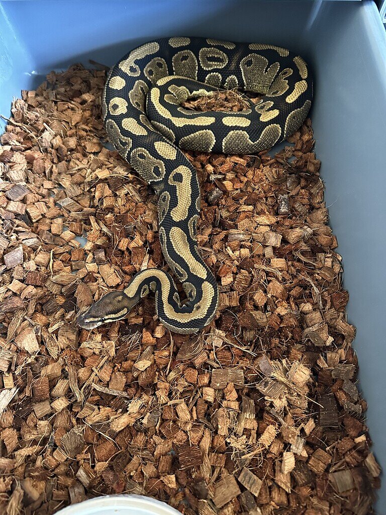 DH Zebra Desert Ghost x DH Zebra DG - Ball Pythons - MorphMarket ...