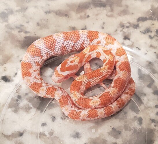 bright orange baby corn snake with lump in belly