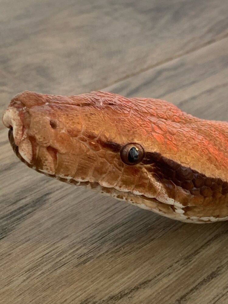 My python has strange spots on his eyes - Short-Tailed Pythons ...