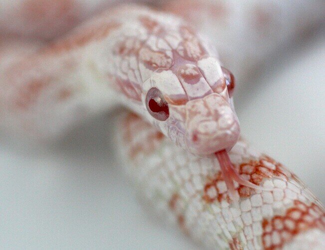 red and white corn snake tongue flick
