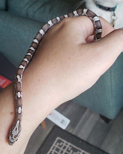 brown and gray baby corn snake on hand