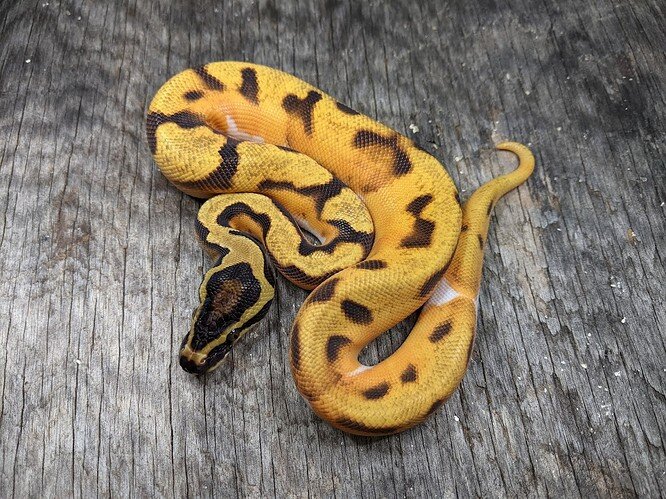 od enchi pied het ghost