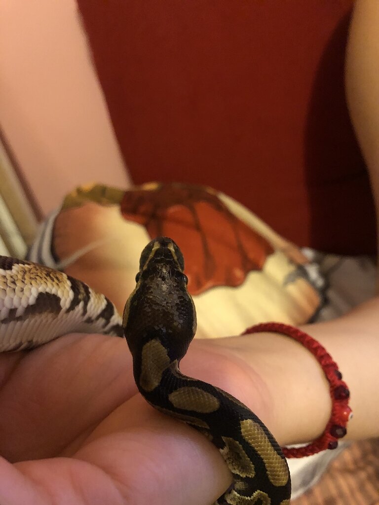 Help Ball Python head missing scales/scars Ball Pythons MorphMarket Reptile Community