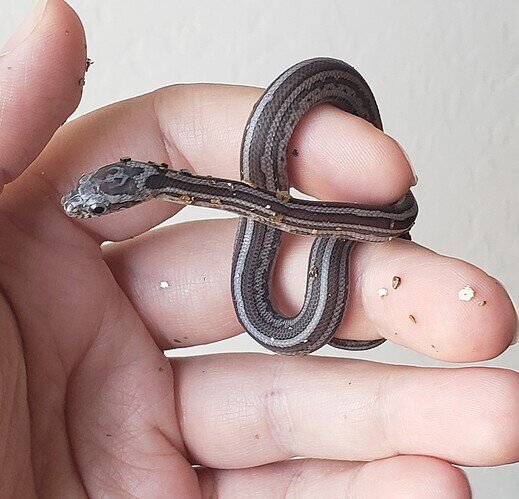 gray baby corn snake with stripe running down body