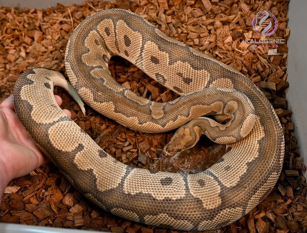 Post ovulation pic - Ball Pythons - MorphMarket Reptile Community