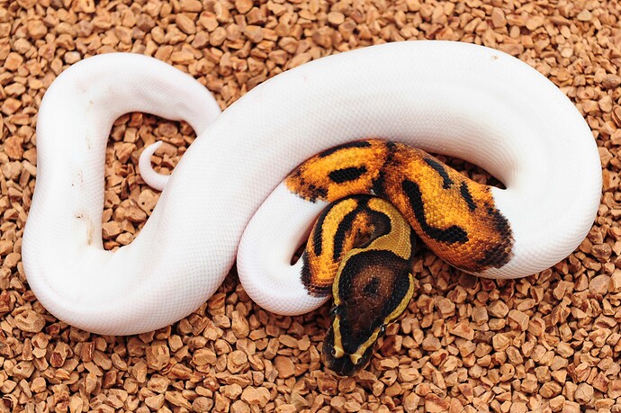 HOG (super) Pied het Albino