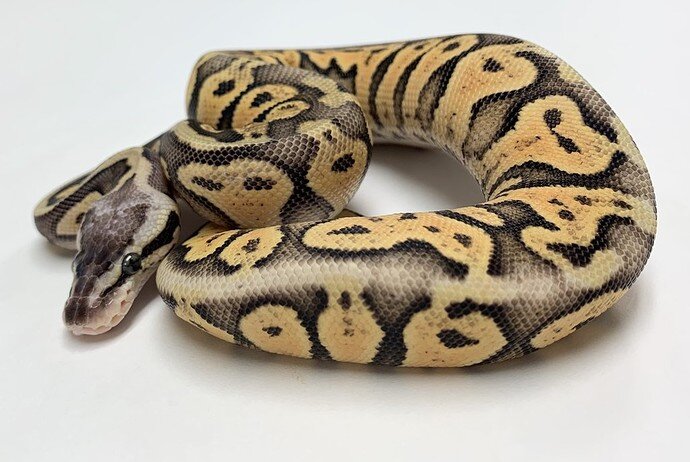 Super Pastel Gravel Ball Python by BHB Reptiles