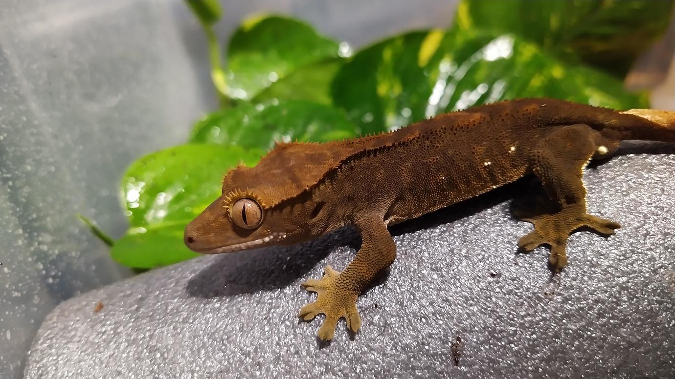 Crested Gecko Morph / Trait Guide - Crested Geckos - MorphMarket