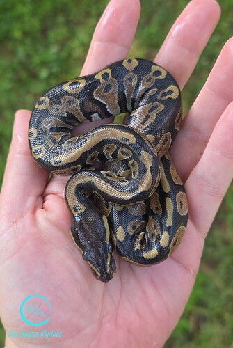Photo_1750798677492