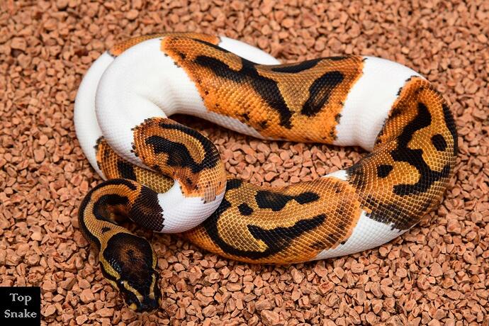 HOG Pied het Albino (2)