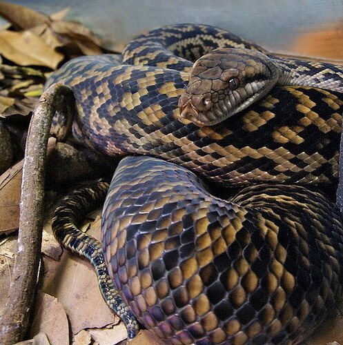 Australian_Scrub_Python_(Morelia_kinghorni)_Australia_Zoo