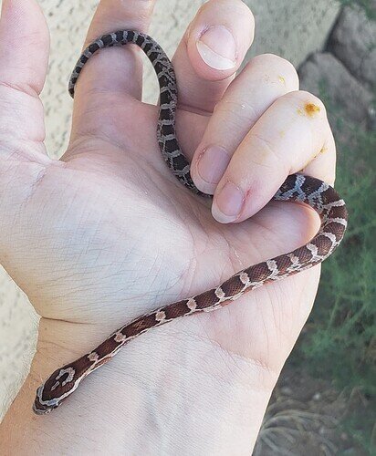 red and brown baby corn snake in hand