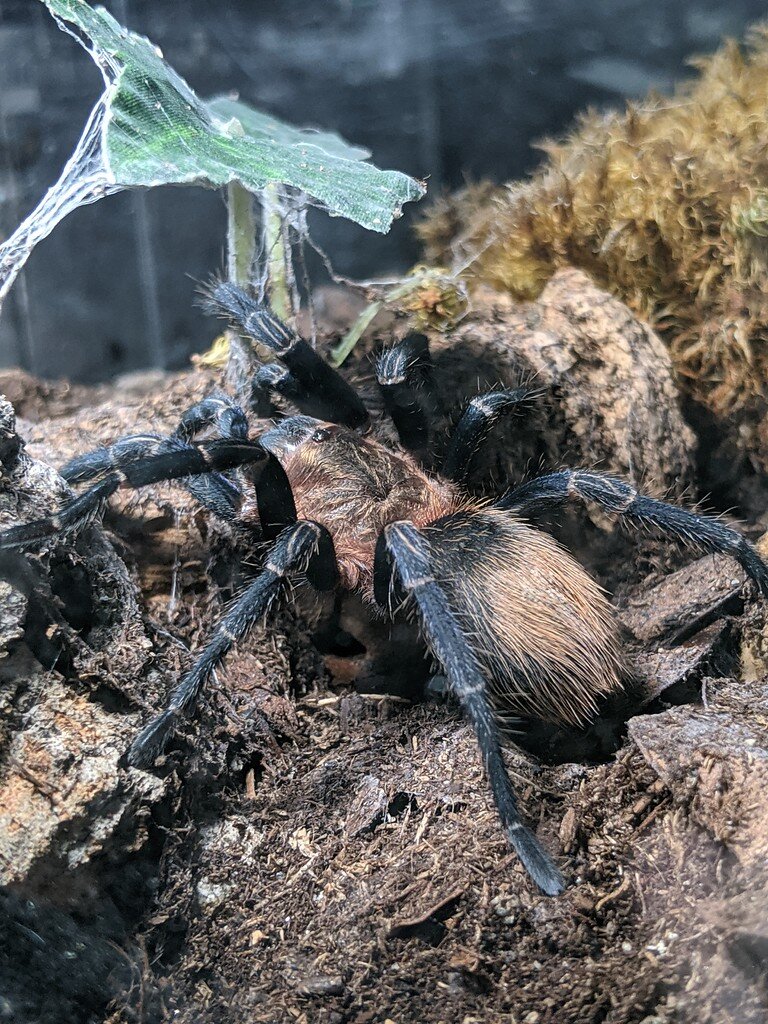 Theraphosinae Sp. Cusco, shortly after tarantula laundry day - Spiders ...