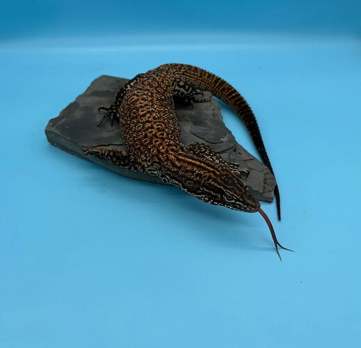 Smaug