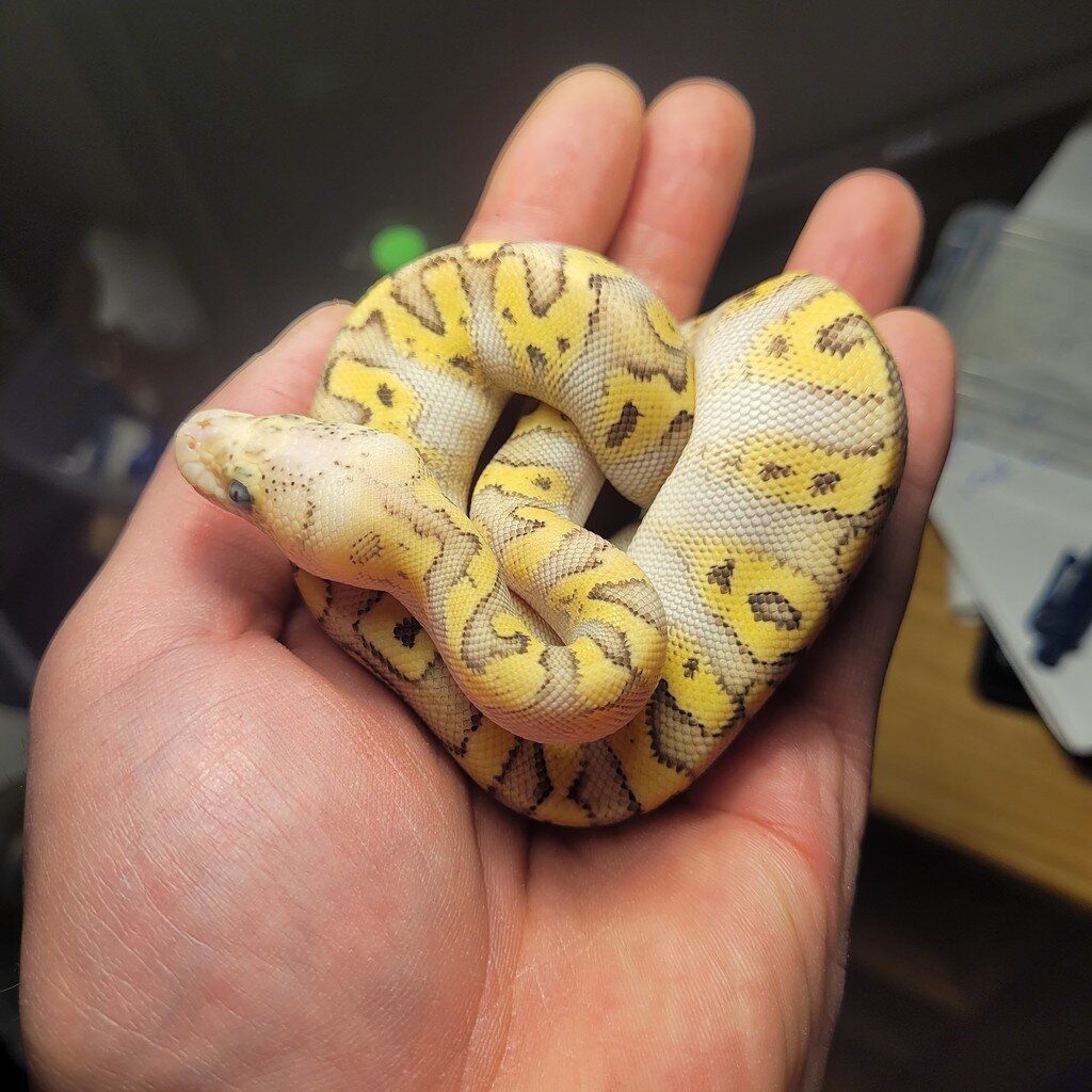 Please help identifying this lady :-) - Ball Pythons - MorphMarket ...