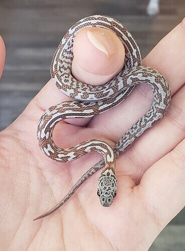 orange baby corn with busy pattern in hand