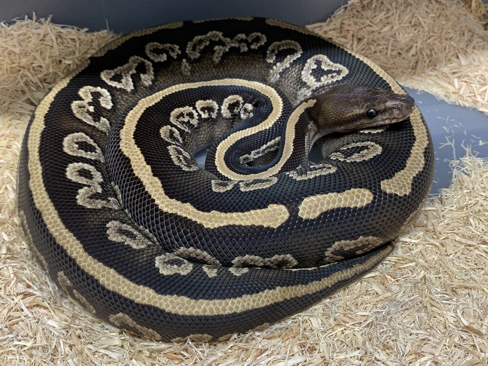 Show me your Alien heads - Ball Pythons - MorphMarket Reptile Community