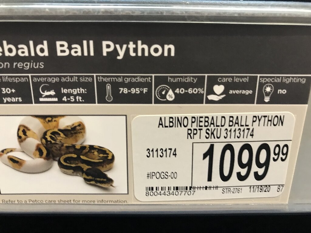 Snake prices at store petco