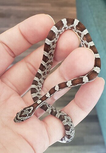 rust and gray colored baby corn snake on hand