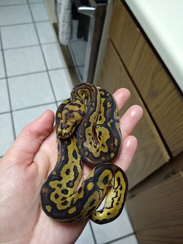 76404571545624f9c4b2bf89f30bea3552339971_2_750x1000