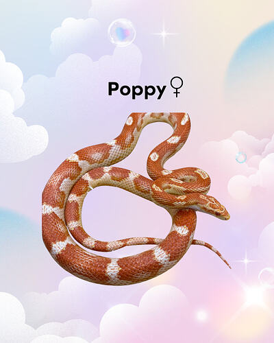 Poppy