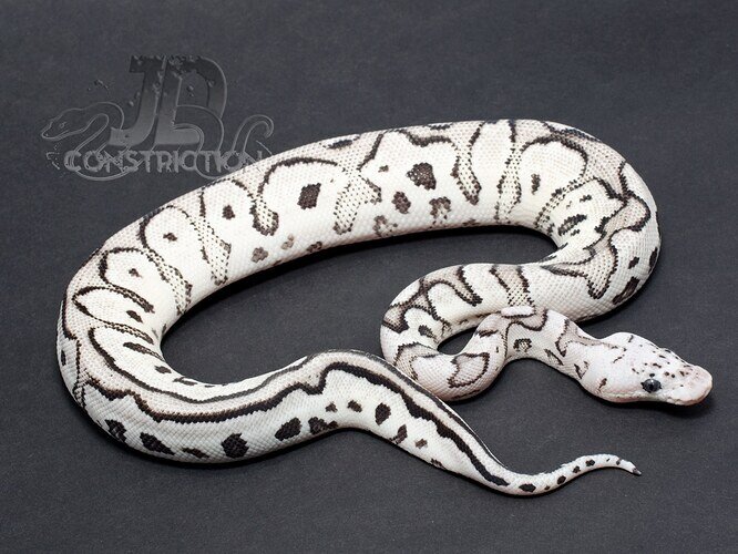 Firefly SK Axanthic Clown Ball Python by JD Constriction